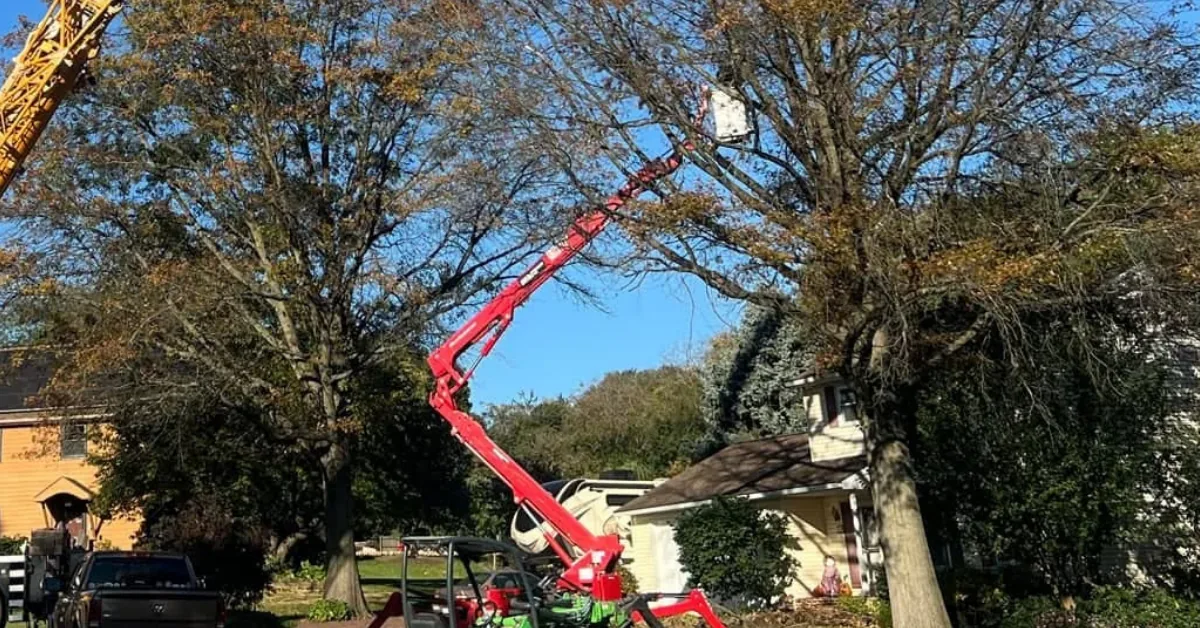 Compact aerial lift raised high into a large tree with a worker in the bucket trimming branches near a house.