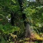 Thick ivy vines climbing a large tree trunk surrounded by dense, overgrown shrubs and undergrowth.