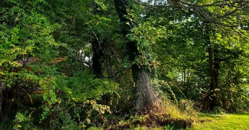 Thick ivy vines climbing a large tree trunk surrounded by dense, overgrown shrubs and undergrowth.