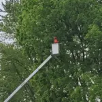 Worker in a red hard hat in an aerial lift bucket among green tree branches beside a utility pole.