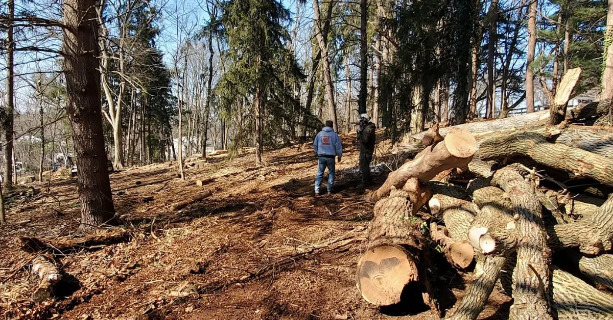 Two workers walk through a cleared wooded lot past a large stacked pile of cut tree trunks.