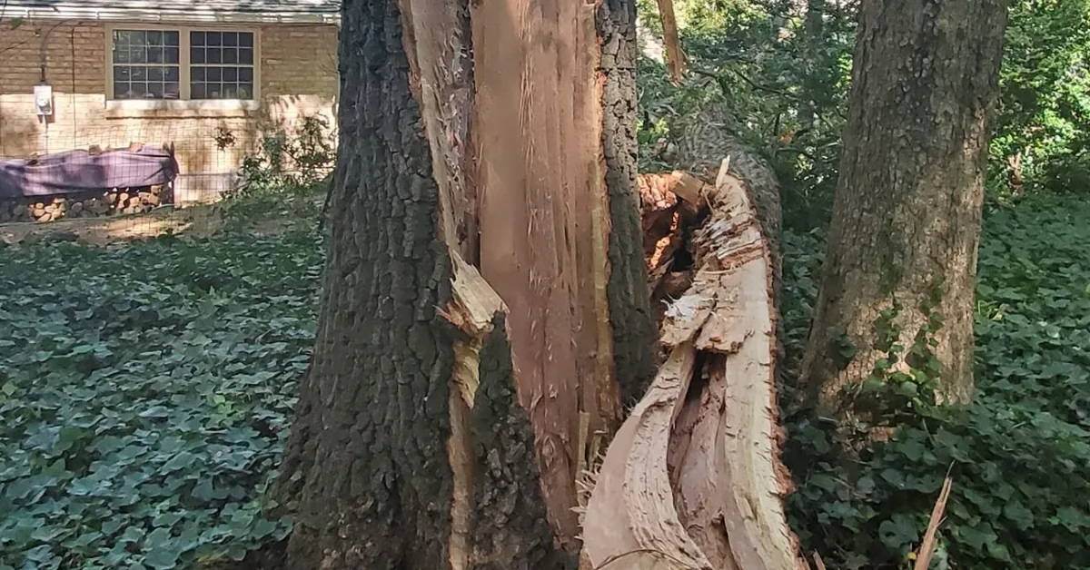 Close-up of a large tree trunk split open, exposing pale wood where the trunk has cracked and peeled away.