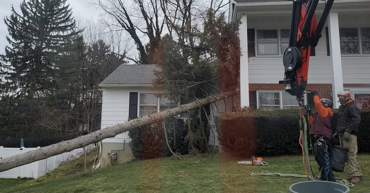 A large fallen tree leaning against a house's roof and gutter, with workers preparing rigging and a chainsaw for removal.