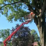 Worker in an orange aerial lift bucket pruning branches high in a large shade tree near a house.