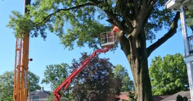 5 Ways to Protect Your Lancaster Trees from Sudden Summer Storms