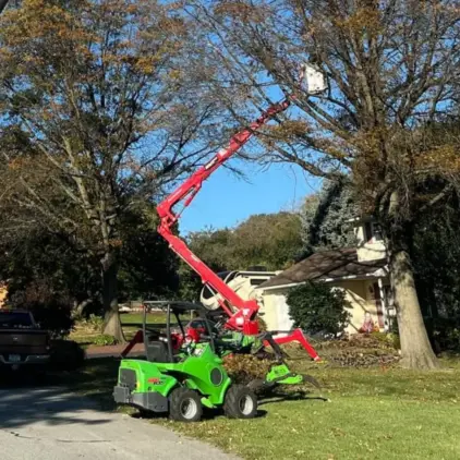 Compact aerial lift raised high into a large tree with a worker in the bucket trimming branches near a house.