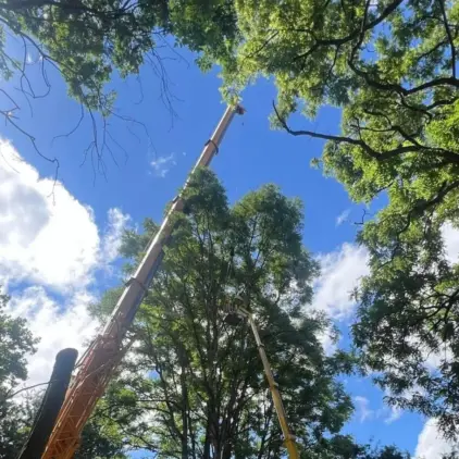 Two aerial lifts extended into a leafy tree canopy with a worker in a bucket performing pruning work against a blue sky.