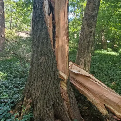 Close-up of a large tree trunk with a long vertical split where a limb has torn away, exposing raw wood.