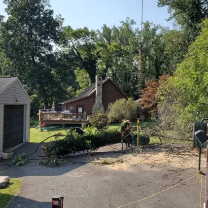 Fallen tree branches sprawled across a driveway in front of a house after a storm.