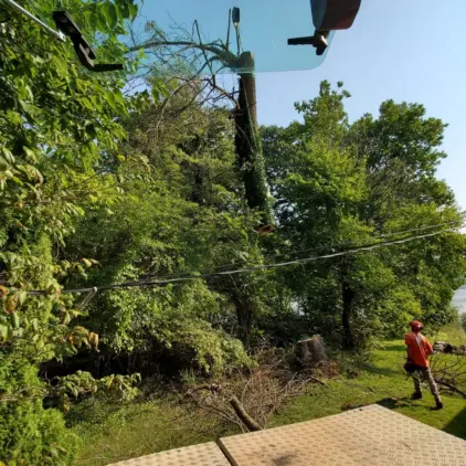 Dense green tree canopy leaning over power lines beside a lakeside yard, with a worker in a red hard hat visible below.