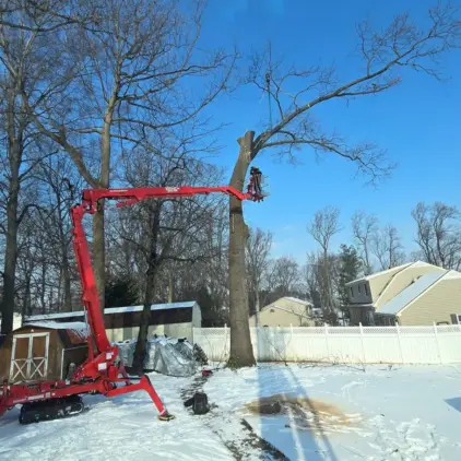 Red aerial lift bucket truck raised into a leafless tree to cut down a large trunk section near houses.