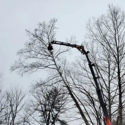 Tall articulated aerial lift boom reaching high into bare treetops against an overcast sky for tree trimming.