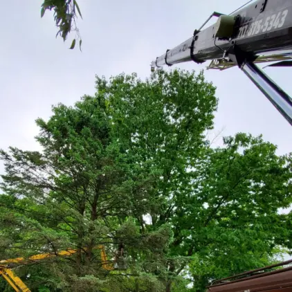 Low-angle view of a crane boom extending over a leafy green tree canopy against an overcast sky.