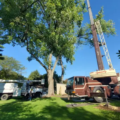 A large mobile crane and bucket truck positioned in a backyard beside a mature tree on a sunny day.