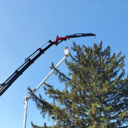 A crane's articulated boom and an aerial bucket truck work high above a tall evergreen tree against a blue sky.