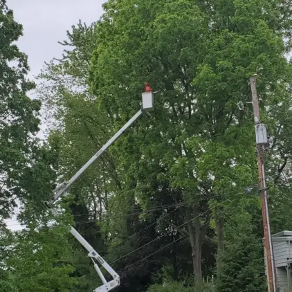 Worker in a red hard hat in an aerial lift bucket among green tree branches beside a utility pole.