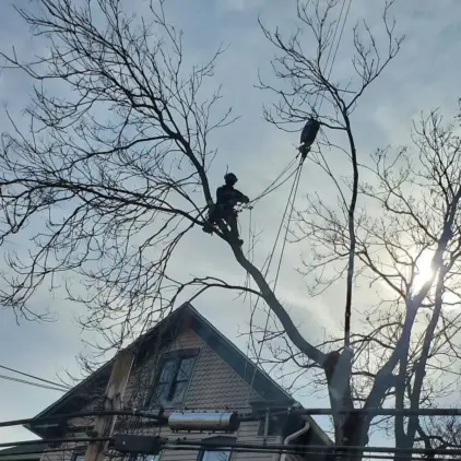 Silhouette of an arborist climbing a tall bare tree with ropes and a harness above a rooftop.