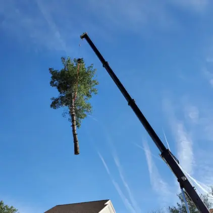 Mobile crane parked in front of a brick house with cut tree branches and debris piled on the lawn.