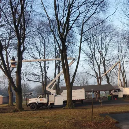 Two bucket trucks with workers in raised buckets pruning bare trees along a residential street.