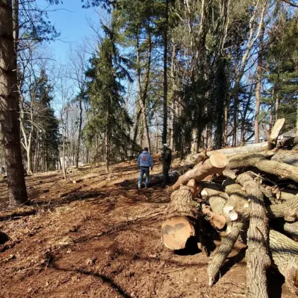Two workers walk through a cleared wooded lot past a large stacked pile of cut tree trunks.