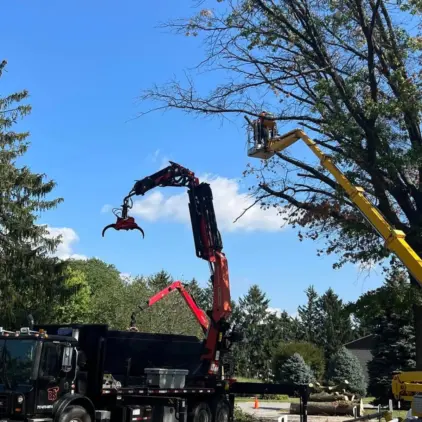Knuckle-boom crane truck with grapple attachment lifts a cut limb while a worker in a bucket truck trims a large tree overhead.