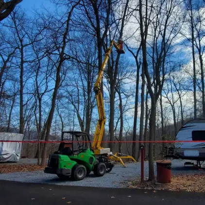 Bucket truck boom lifted high into a stand of bare trees, with a worker positioned in the bucket for pruning.