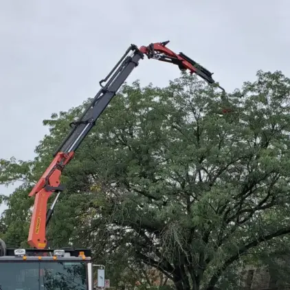 Close-up of a crane's grapple claw reaching into a leafy green tree canopy against an overcast sky.