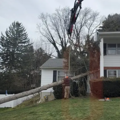 Worker with a chainsaw cutting a large fallen tree that has come to rest against a house.