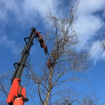 Knuckle-boom crane lifting a worker in a basket among bare tree branches against a blue sky.