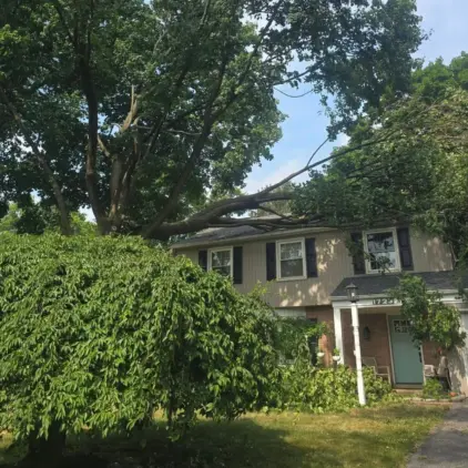Large tree limbs from a mature shade tree resting across the roof of a house.