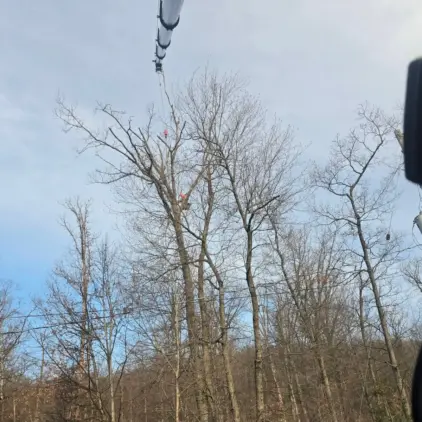 Two workers in orange safety gear rigging ropes high in a bare tree canopy beneath an extended crane cable.