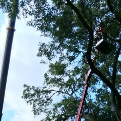 Looking up through a leafy tree canopy at an aerial lift bucket positioned among the branches, with a large lattice crane boom alongside it.