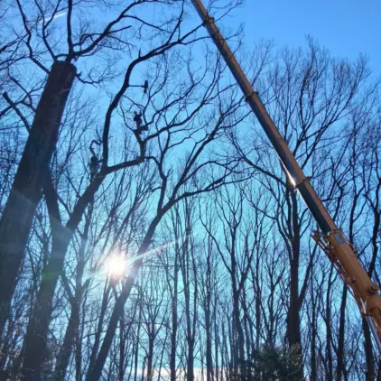 Looking up at a bare winter tree canopy where a climbing arborist works among the branches near a crane boom angled across the frame.