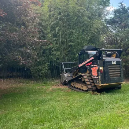 Tracked skid-steer loader with a brush attachment parked at the edge of a bamboo grove and tree line on a grassy lot.
