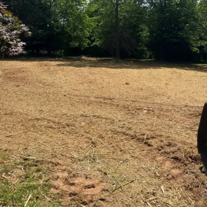 A large lot covered in cut brush and mulch debris after clearing work, framed by trees on a sunny day.