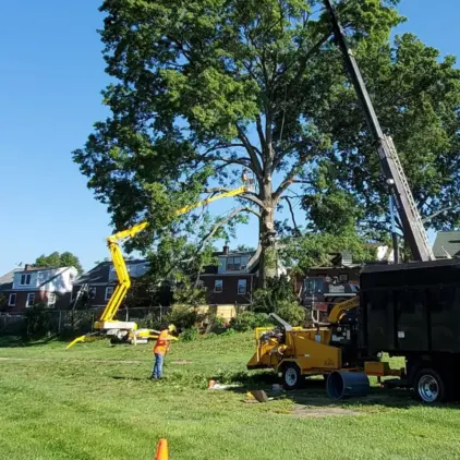 A bucket truck raises a worker into a large tree for removal while a wood chipper and ground crew work below near houses.