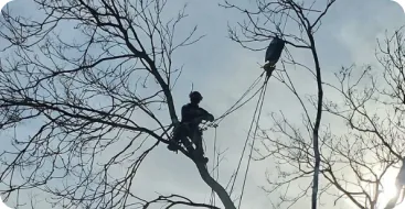 Professional arborist consultation